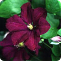 Clematis etoile