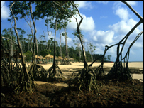 Mangue. Foto: Izan Petterle