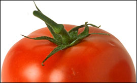 tomato
