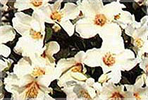 philadelphus (mock orange)