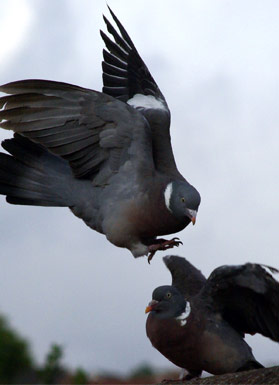 Pigeon v. Pigeon
