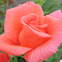 Rosa 'Eloise'