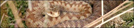 Female adder basking, taken by Rob Ward