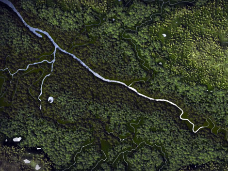 Glasgow was a forest in 4500 BC. Image courtesy of Foundation Glasgow.