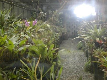 The orchids