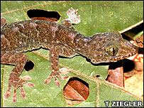 Gekko scientiadventura