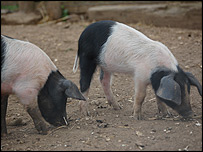 Pigs at Jimmy's Farm