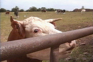 Annis helps with a delivery