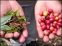 Listy katy (vlevo) a kávové boby