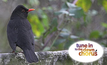 Blackbird