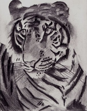 Tiger sketch