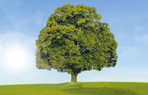 Get Started Get Started