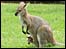 Kangaroo with joey