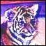 Filhote de Tigre