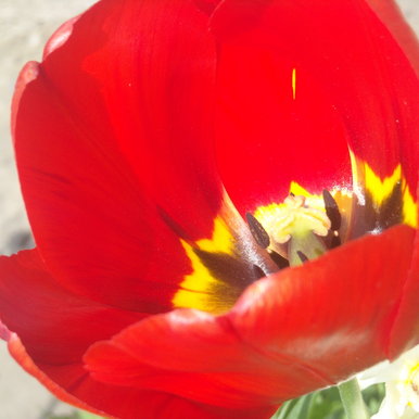 A flower I saw at 2 p.m