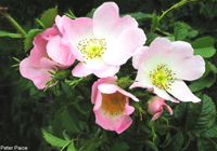 Dog Rose. Photo by Peter Paice 