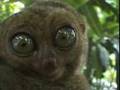 Dramatic Lemur