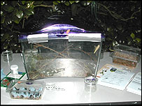 Mealworms on a table 