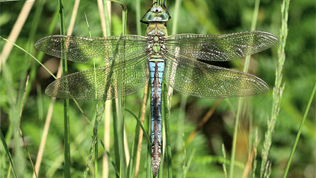 Blue emperor dragonfly by Dr Allan Brandon