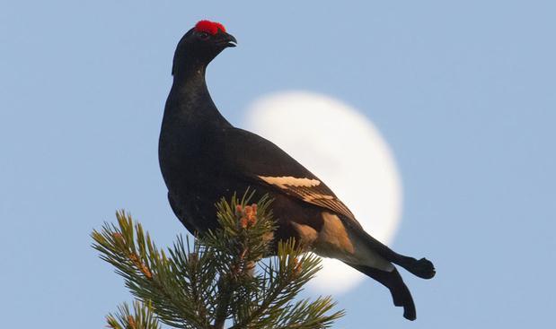 Black grouse © Markus Varesvuo)