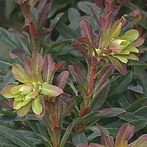 Euphorbia amygdaloides 'Purpurea'