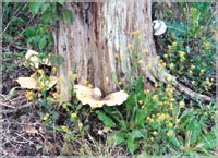 Tree stump with mushrooms