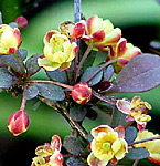 Berberis