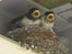 fledgling swallows