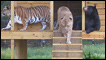 Baloo, Shere Khan e Leo no centro Noah's Ark. Foto: noahs-ark.og - Locust Grove, GA