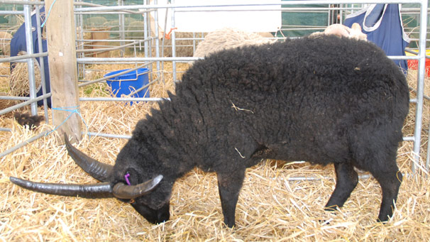 Hebridean Wester Gladstone Sheep, also known as a four horn sheep.