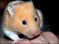 Hamster