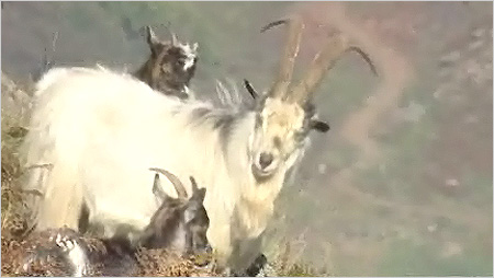 Goat