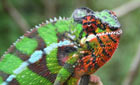 Chameleon