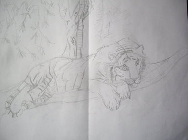 White tiger sketch