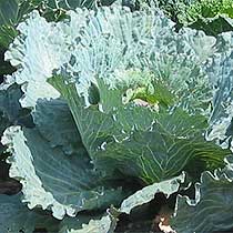 Winter cabbage