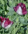 Poppies
