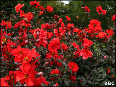 red flowers