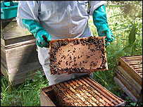 Wax comb built on a manmade foundation