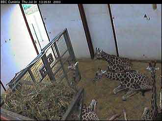 Screen grab Thurs 31st July 2003