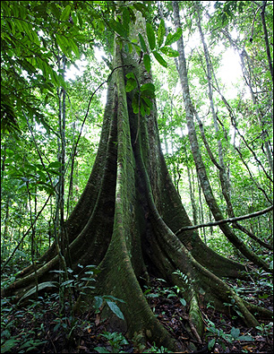 Un árbol en Parque Cristalino, Brasil. Foto: Daniel Beltrá