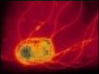 دلويې تبې ( محرقې ) مېکروب