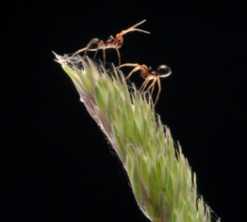 Erigone Money Spiders prepare for take off! © Rothamsted Research.