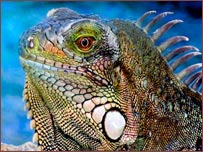 Iguana Bonaire