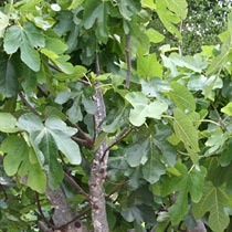Ficus carica