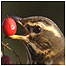 Bird with berry