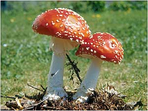 Fly Agaric fungi
