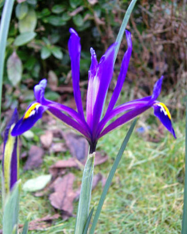 Iris Reticulata taken in Inverness, courtesy of Marie Linton.