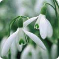 Galanthus nivalis