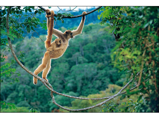 Muriquis (Foto: Luciano Candisani)