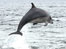 Bottlenose dolphin